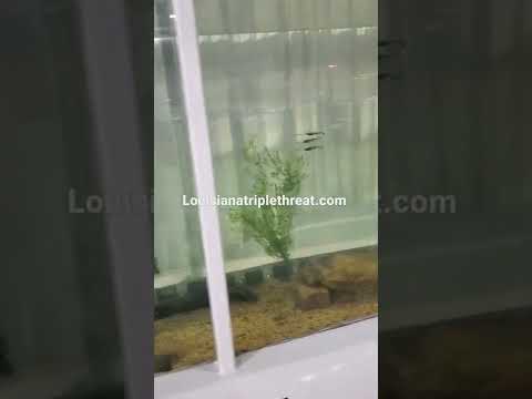 Louisiana Triple Threat - Gold - EWG Hooks